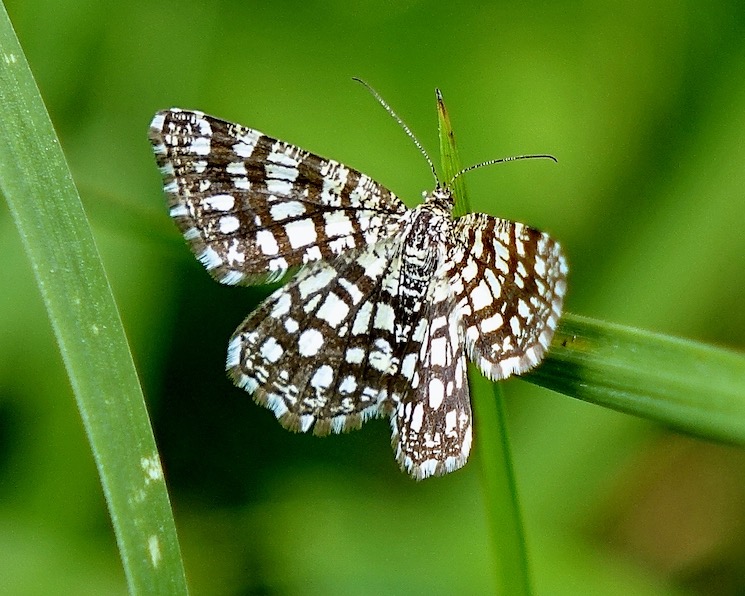latticed heath